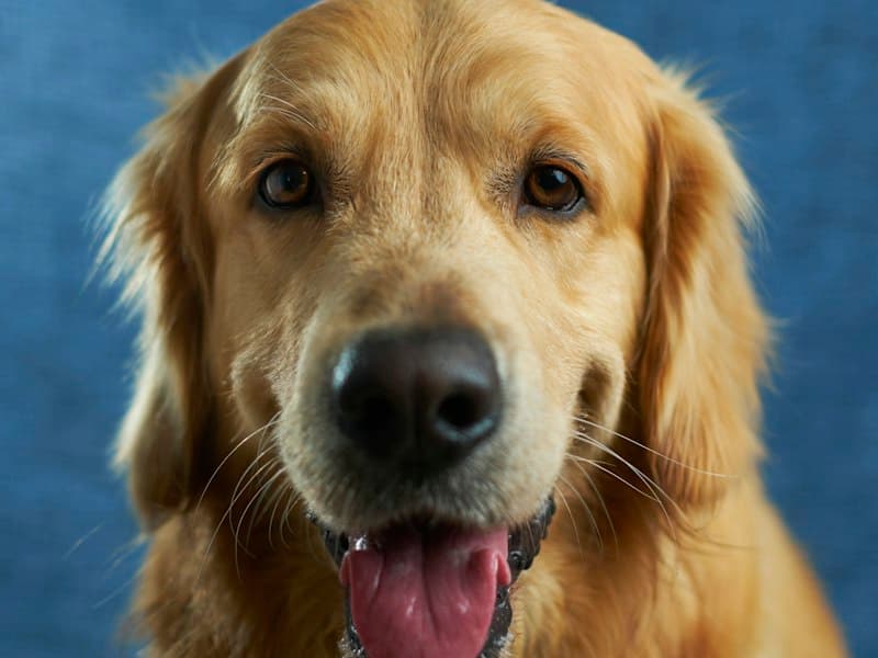 Luna, un golden retriever, privind spre cameră