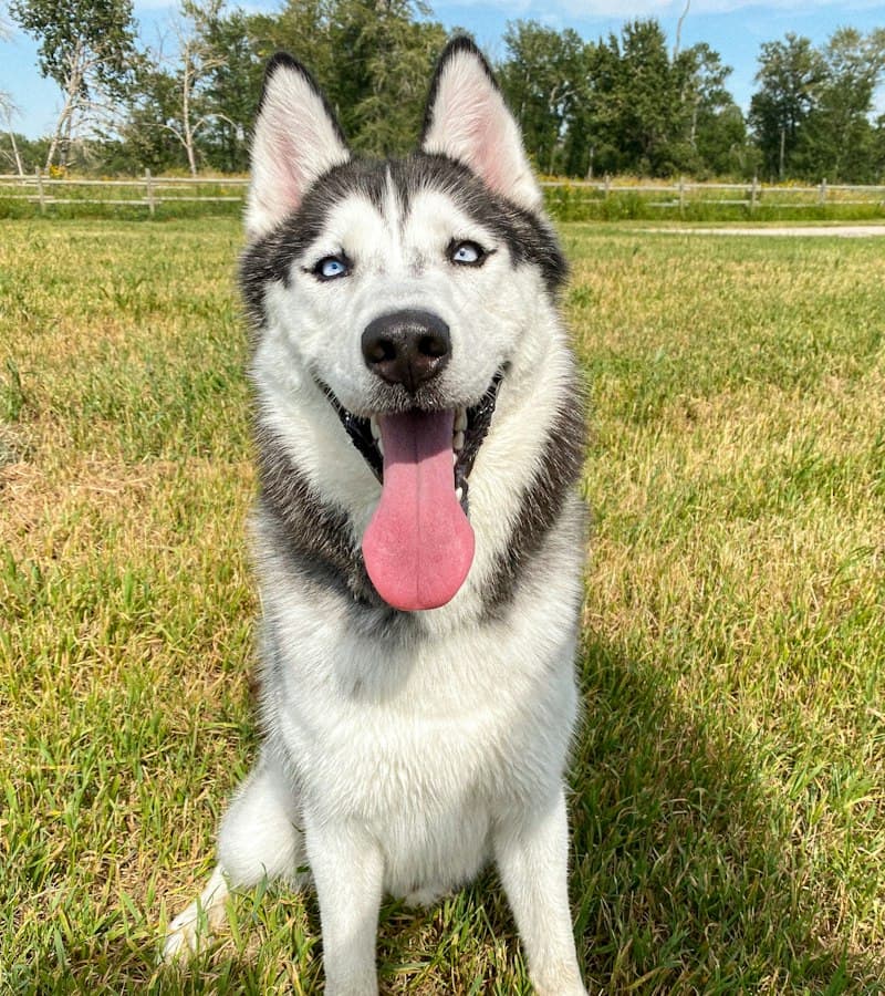 Rex, un husky siberian, stând pe iarbă cu limba scoasă